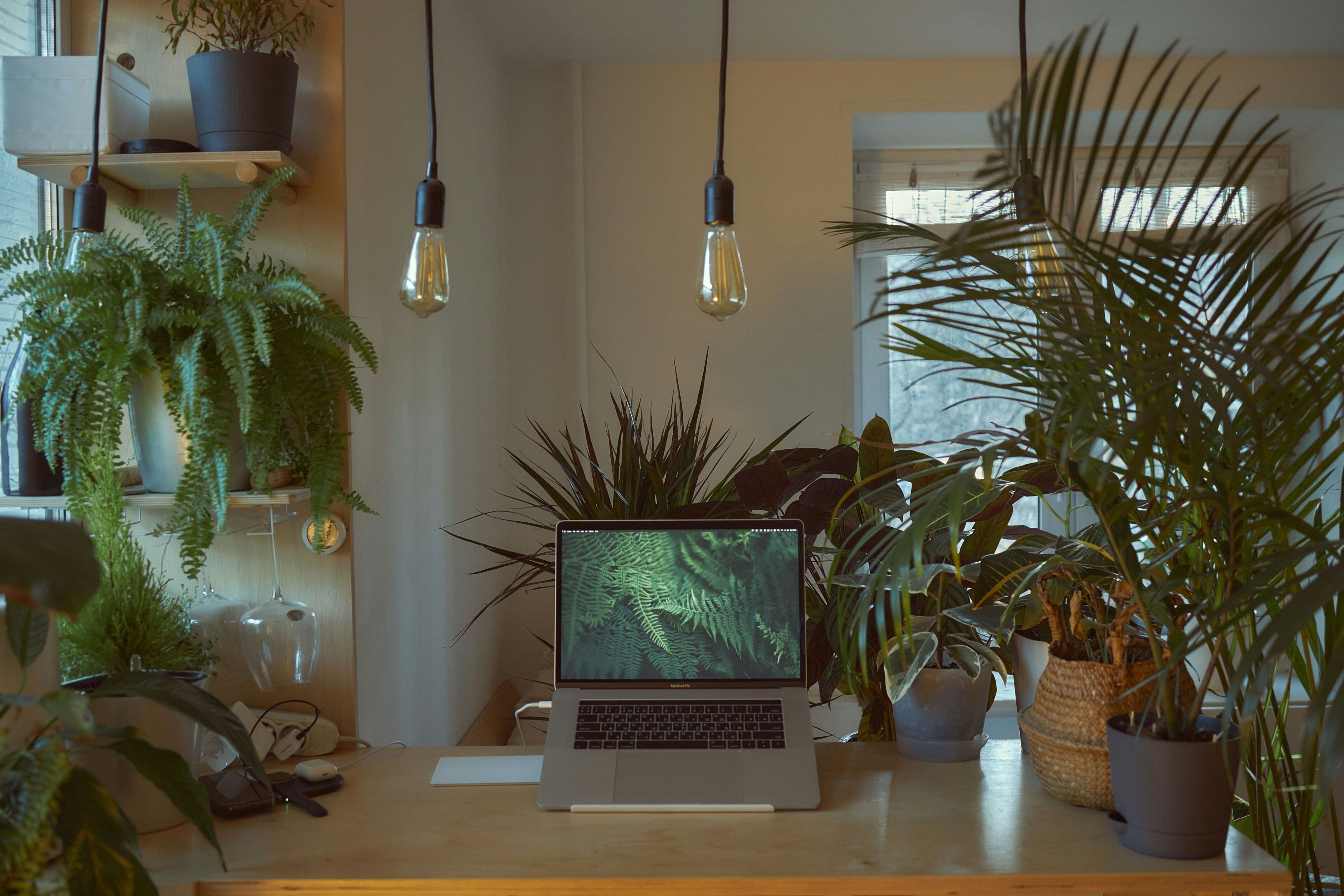A picture containing many plants on shelves surrounding a laptop on a desk. There are various objects in the picture, like a wine glass hung from a shelf, to add a homey feel to it.