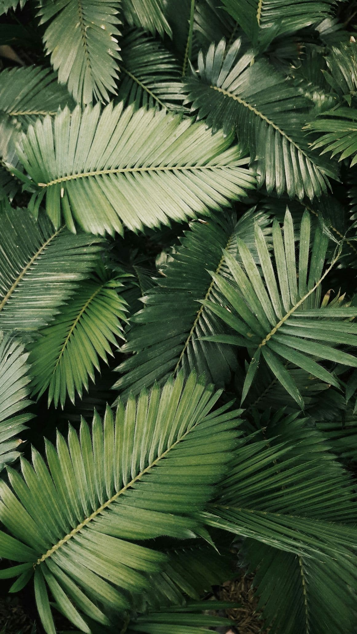 A picture of green palm leaves