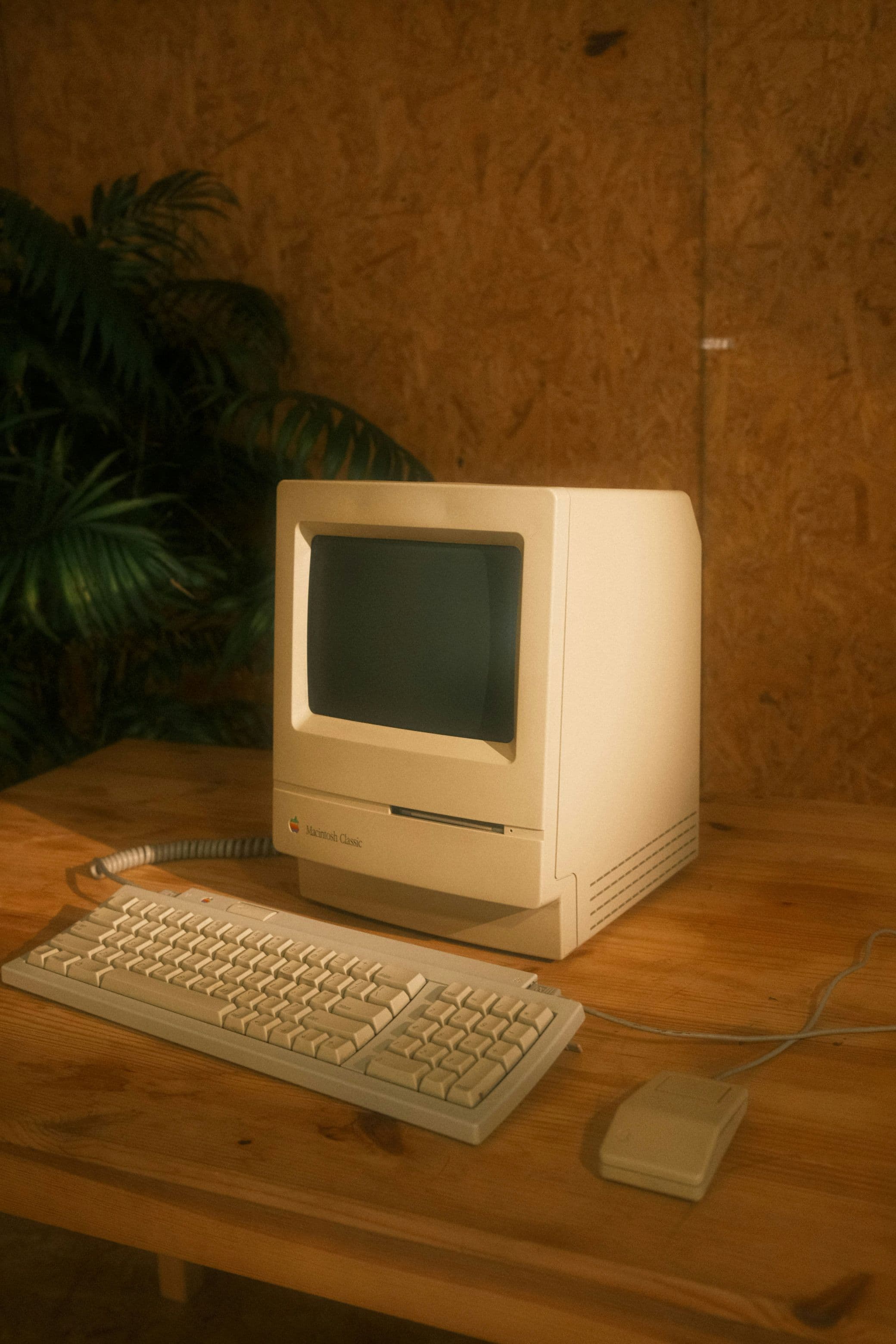 A picture of a retro Macintosh computer against a wooden wall with palm fronds in the background. The picture has a haze that implies it was taken with a film camera.