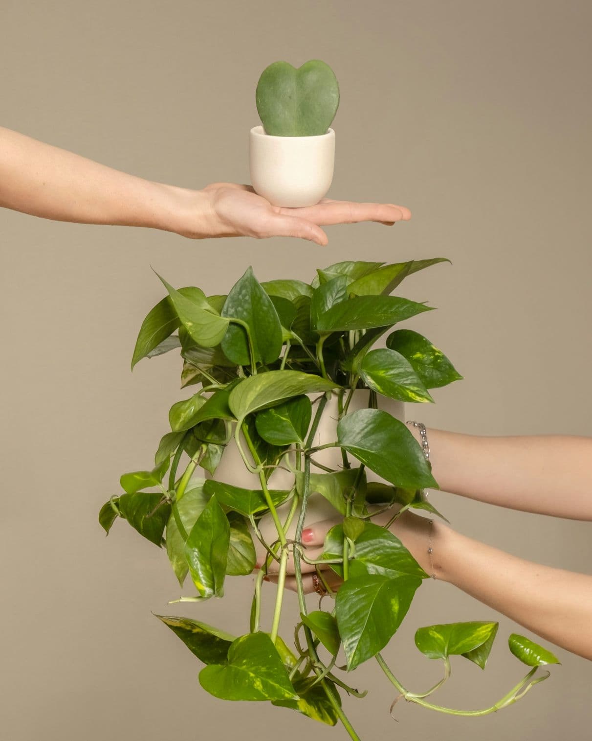 Two hands extend into the camera view. One holds a succulent, and another holds a pothos.