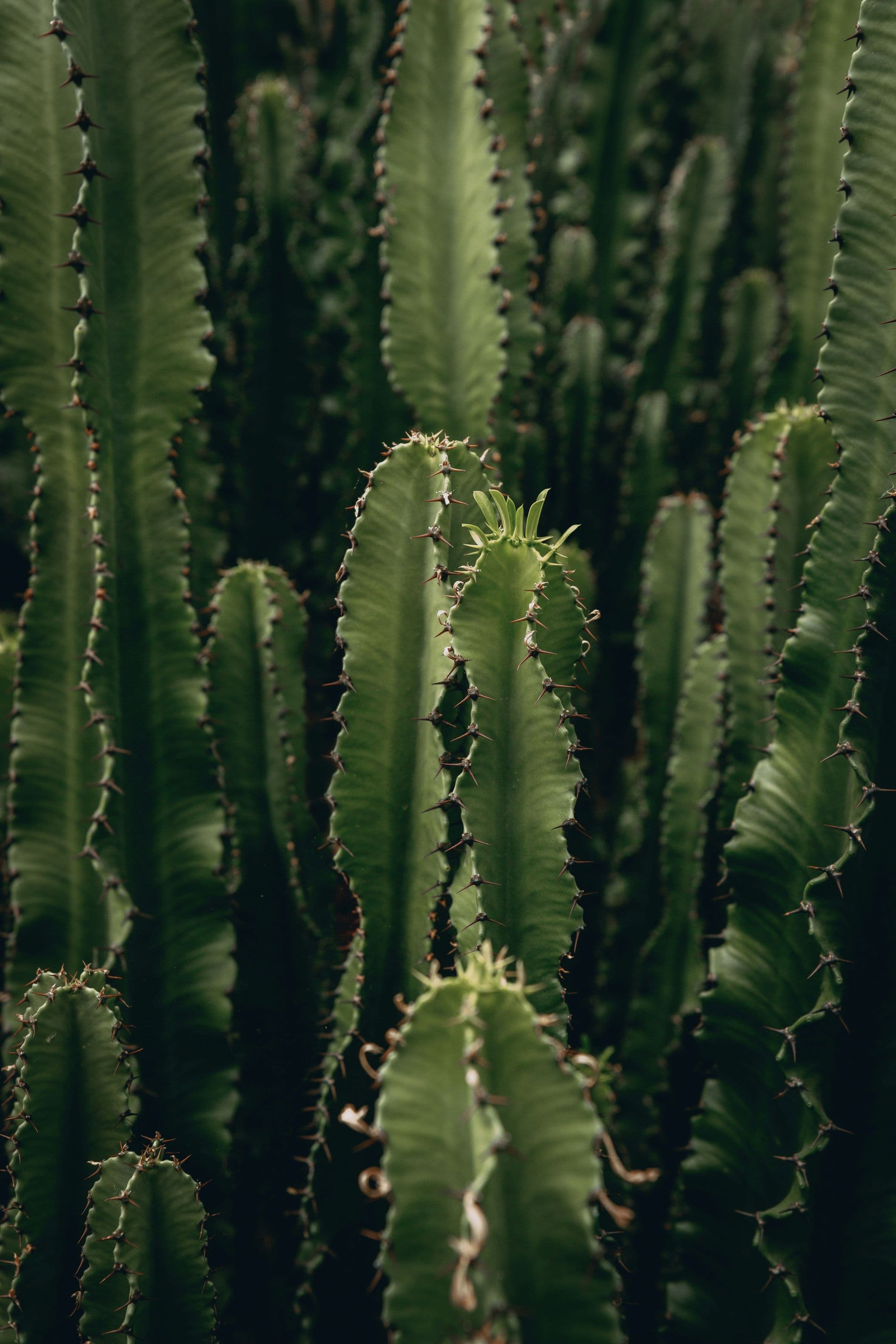 Code by Andy | Blog A series of cacti reaching upwards